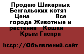 Продаю Шикарных Бенгальских котят › Цена ­ 17 000 - Все города Животные и растения » Кошки   . Крым,Гаспра